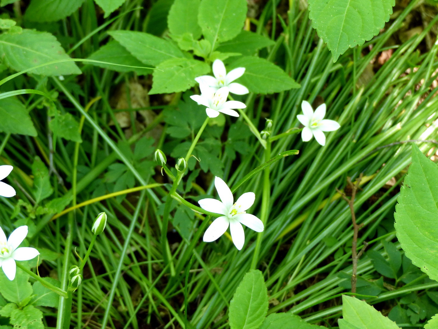 Dolden-Milchstern (Ornithogalum umbellatum) 