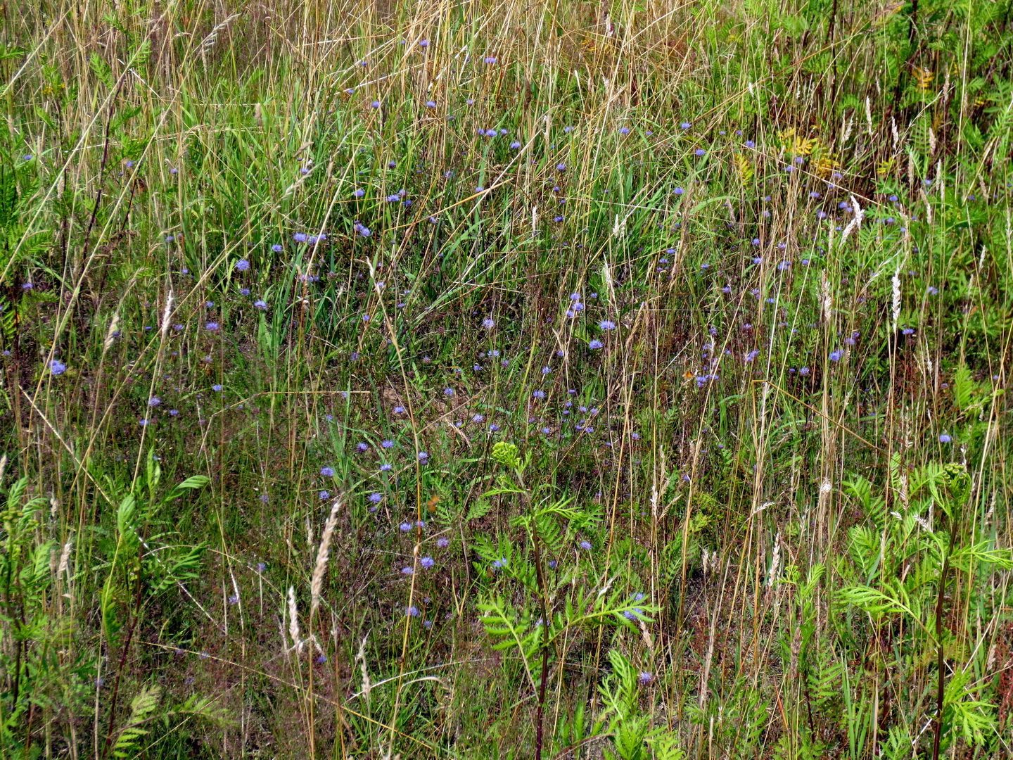 Berg-Sandglöckchen (Jasione montana)