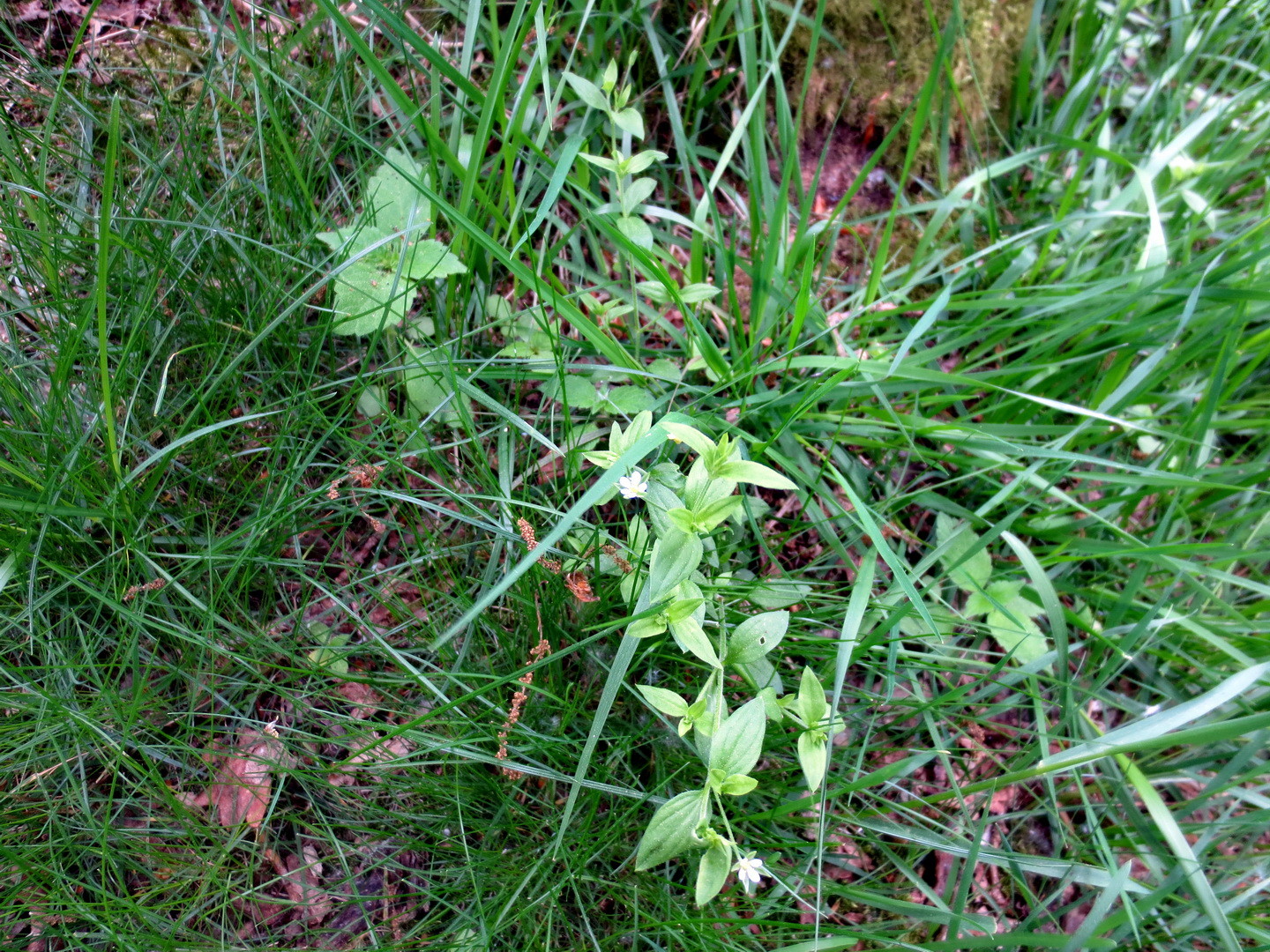 Dreinervige Nabelmiere (Moehringia trinervia) 01.Mai 2014