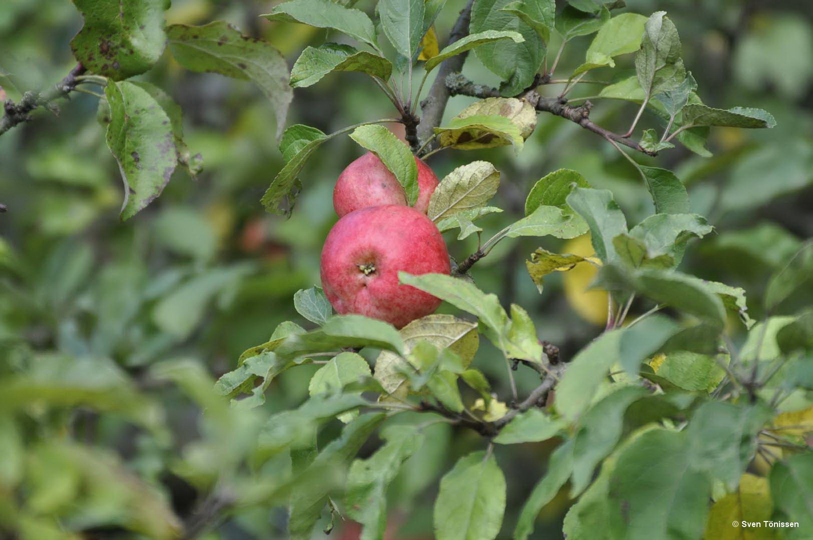 Äpfel am Baum ..