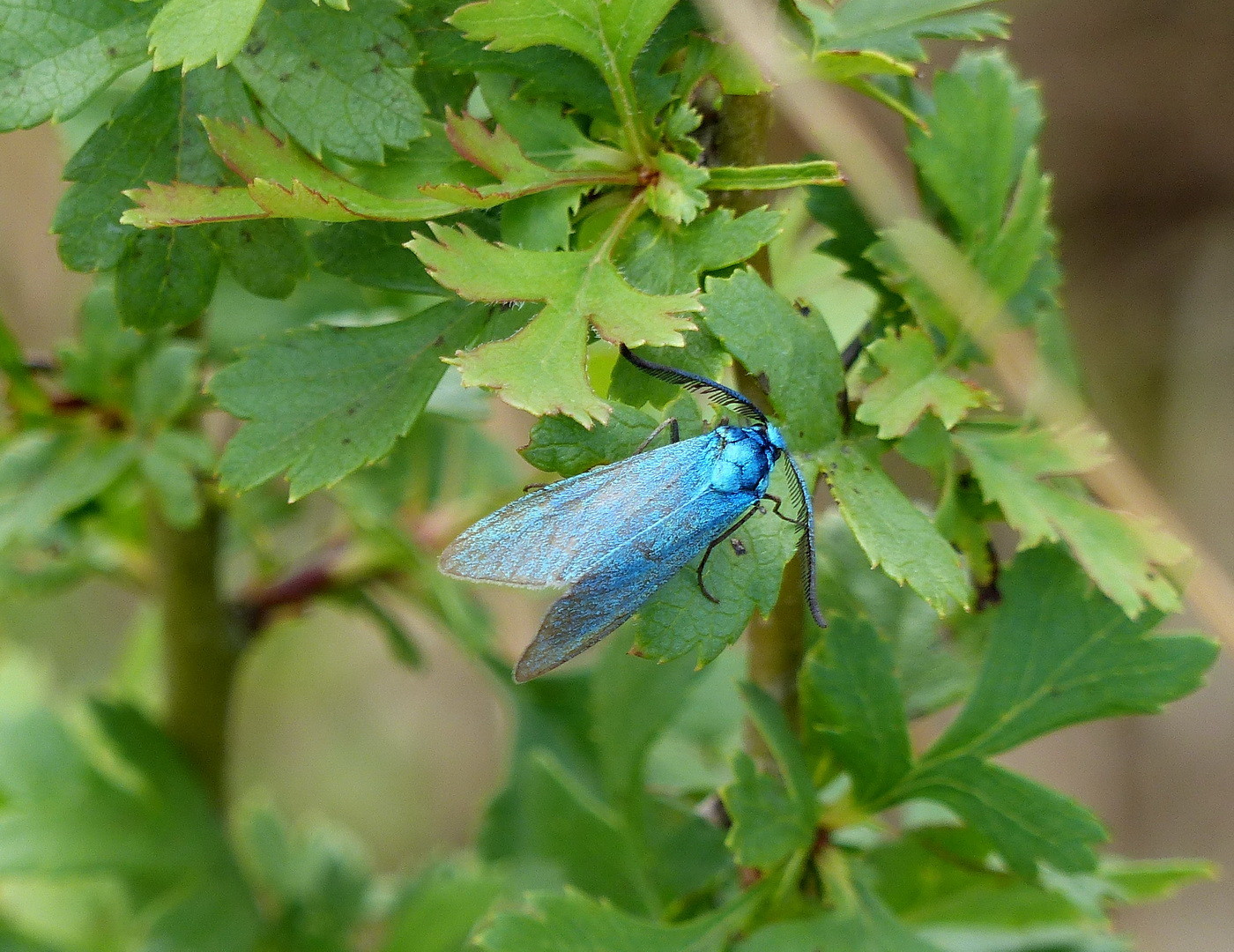 Ampfer-Grünwidderchen (Adscita statices)