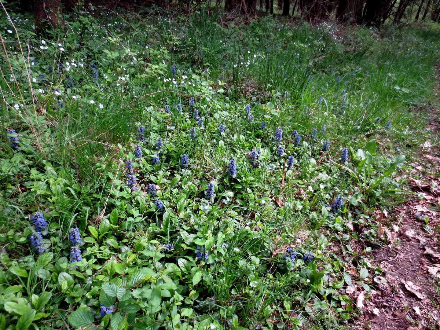 Kriechender Günsel (Ajuga reptans) 01.Mai 2014