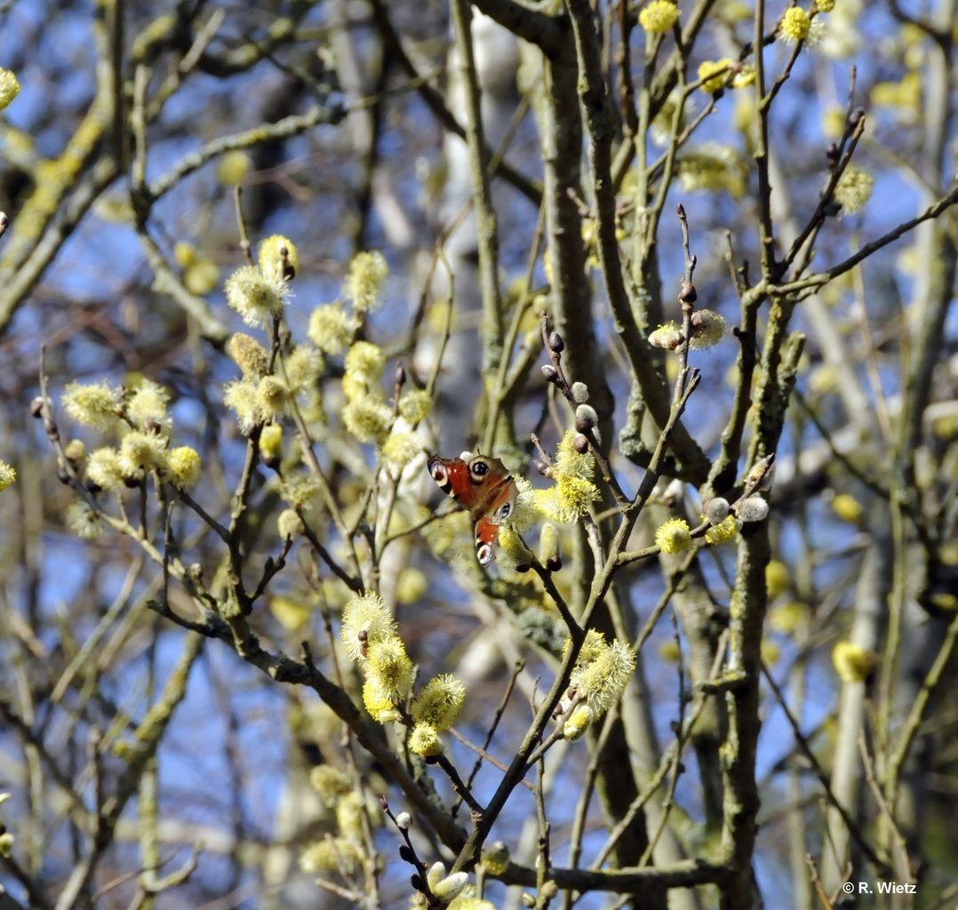 Tagpfauenauge (Inachis io) 11. März 2014