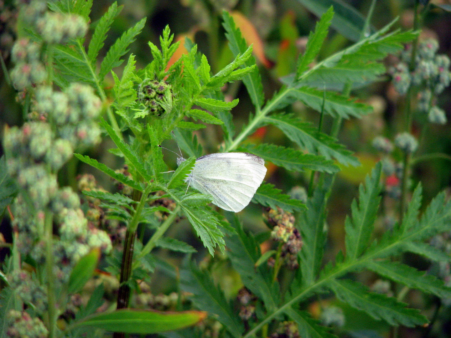 Weißling (Pieridae) 12.07.2014