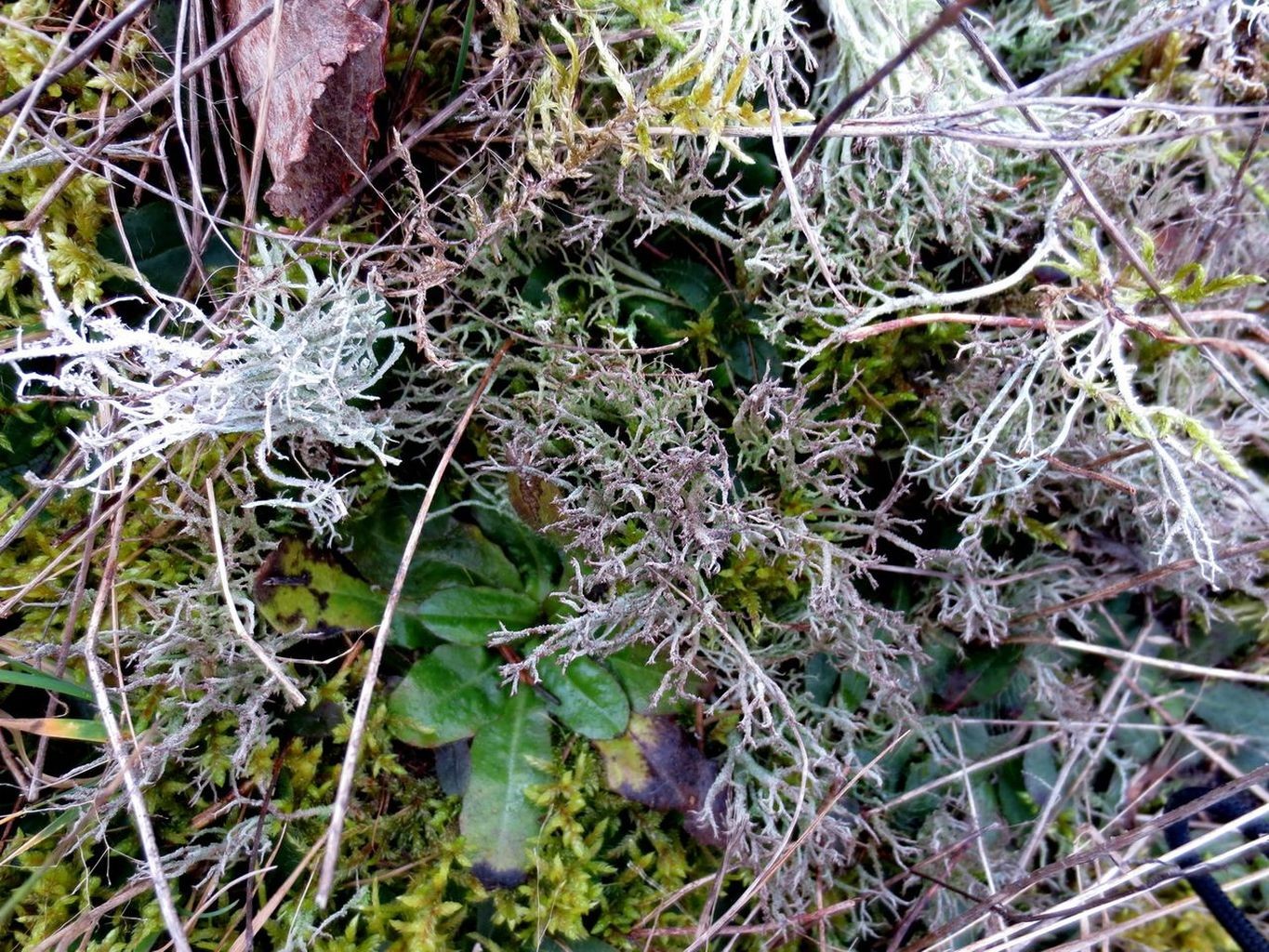 wo wenig Gras ist, wächst eine Cladonie 21. Februar 2014