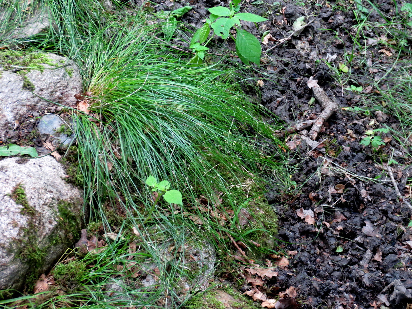 Winkel-Segge (Carex remota)  23. Juni 2014