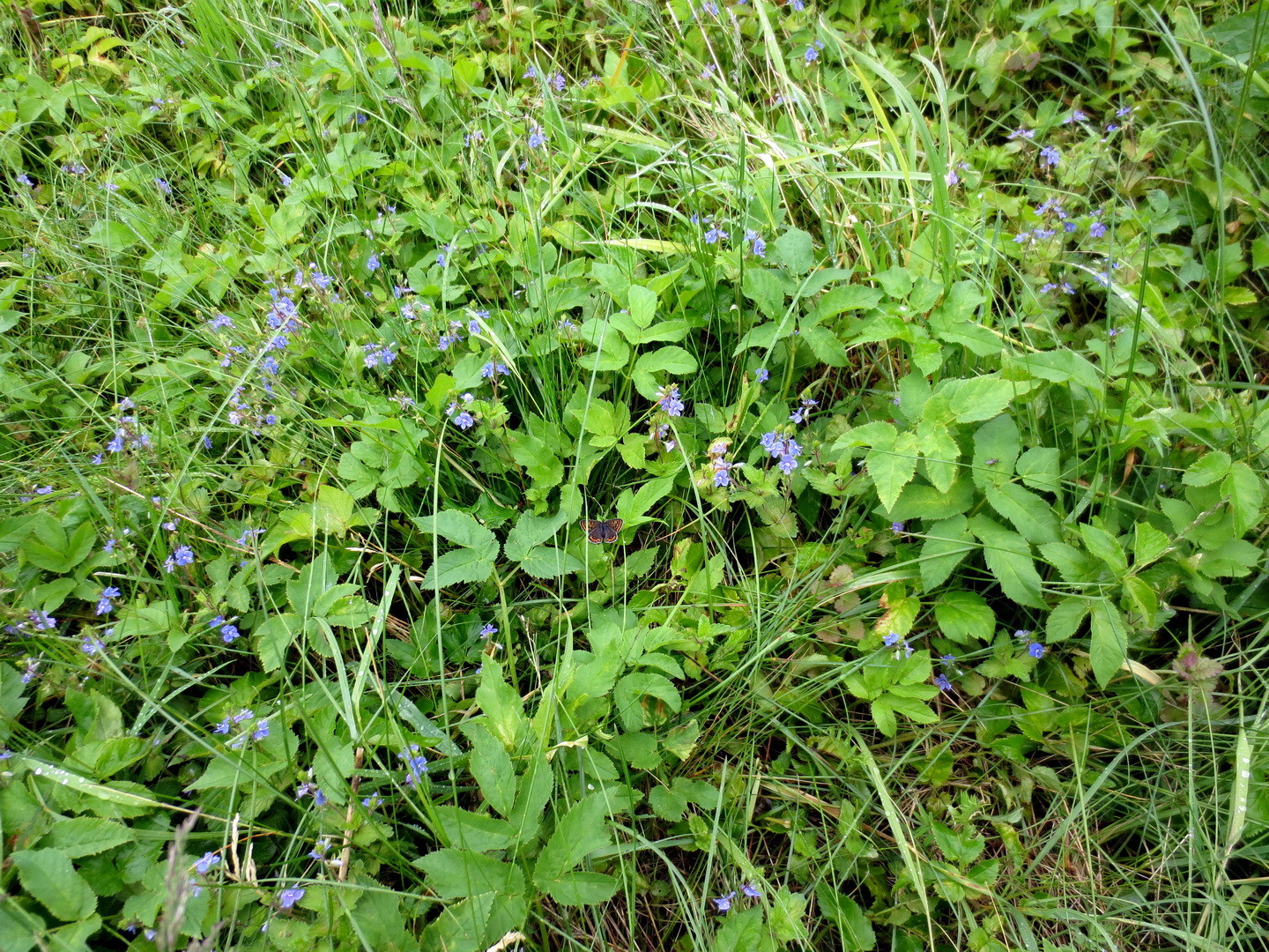 Gamander-Ehrenpreis (Veronica chamaedrys) 13. Mai 2014