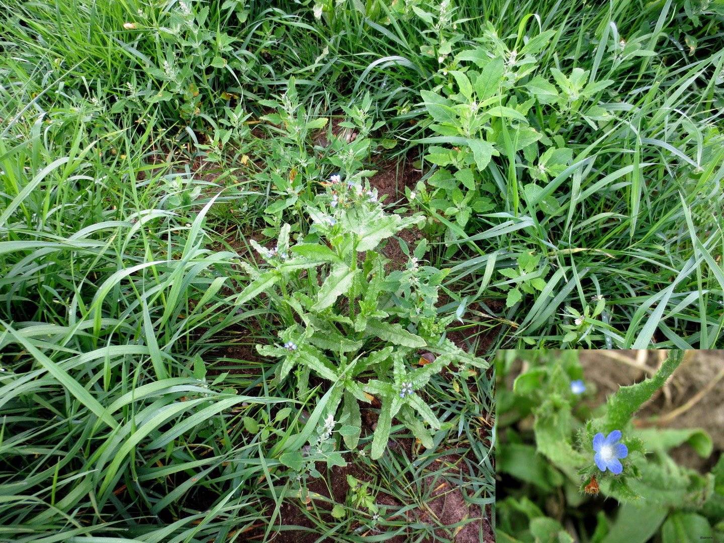 Acker-Krummhals (Anchusa arvensis, Syn.: Lycopsis arvensis) 29. Mai 2014