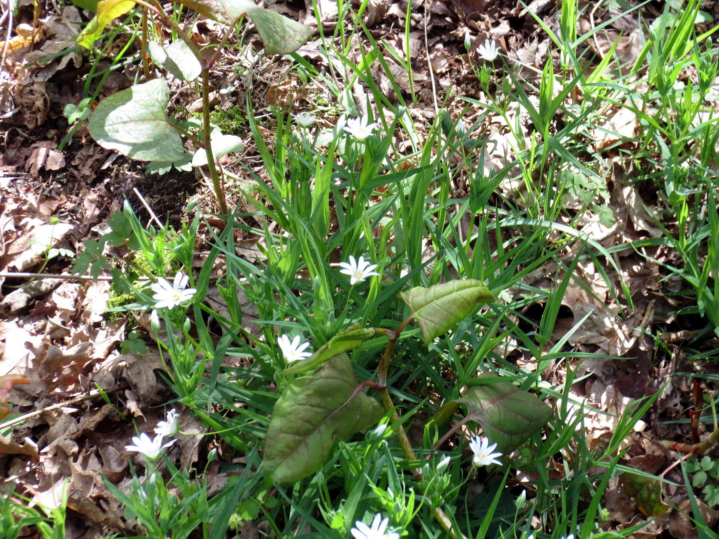 Gras-Sternmiere (Stellaria graminea) 16.04.2014