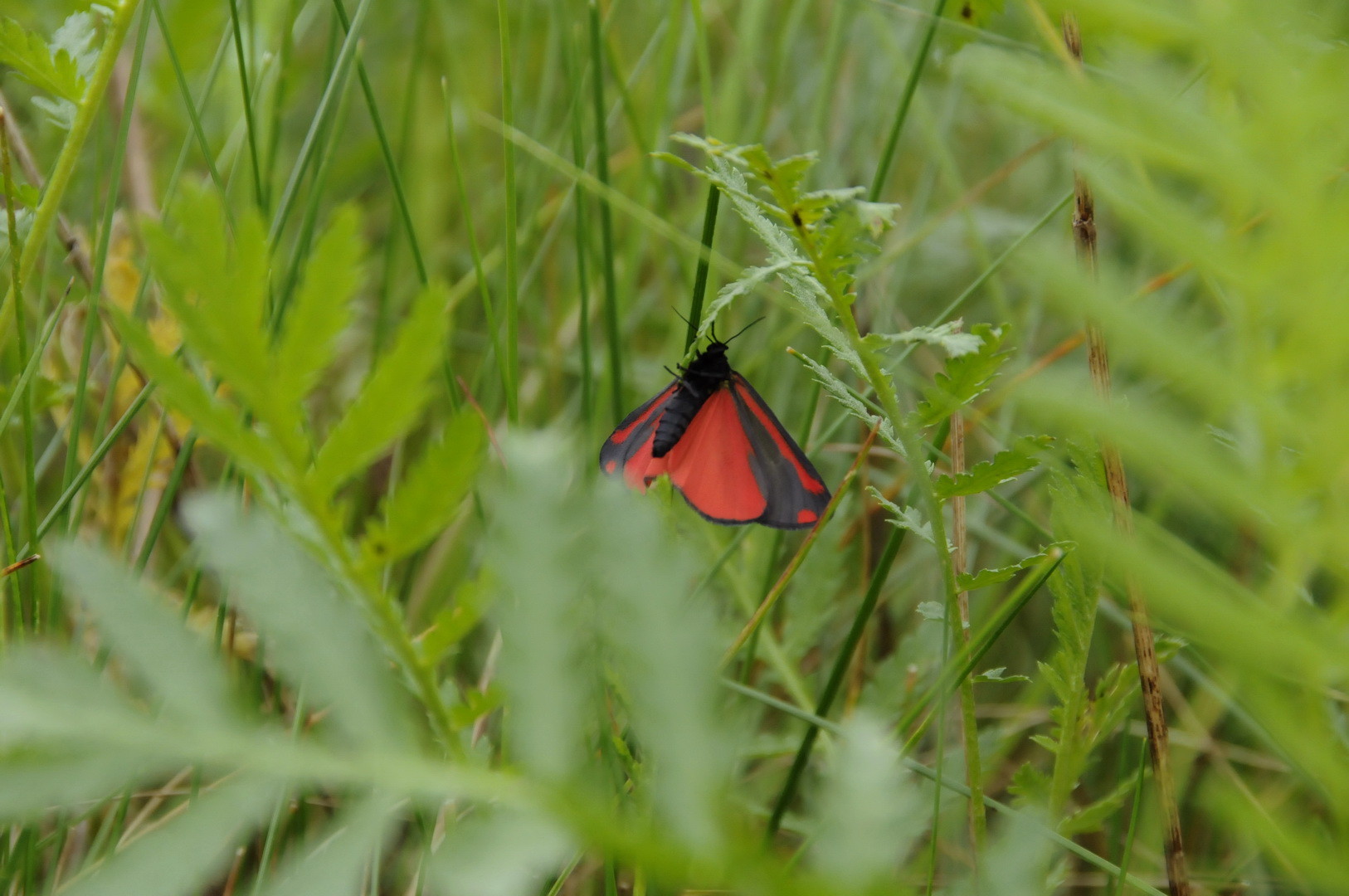 Jakobskrautbär (Tyria jacobaeae) 29. Mai 2014 Roten Liste von Niedersachsen Stufe 2 = stark gefährdet
