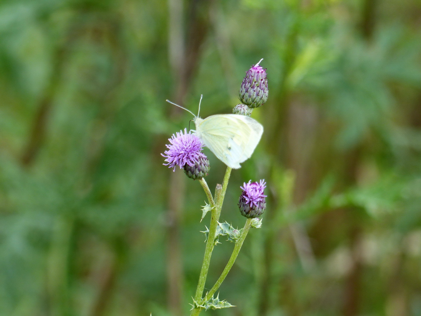 Weißling (Pieridae)