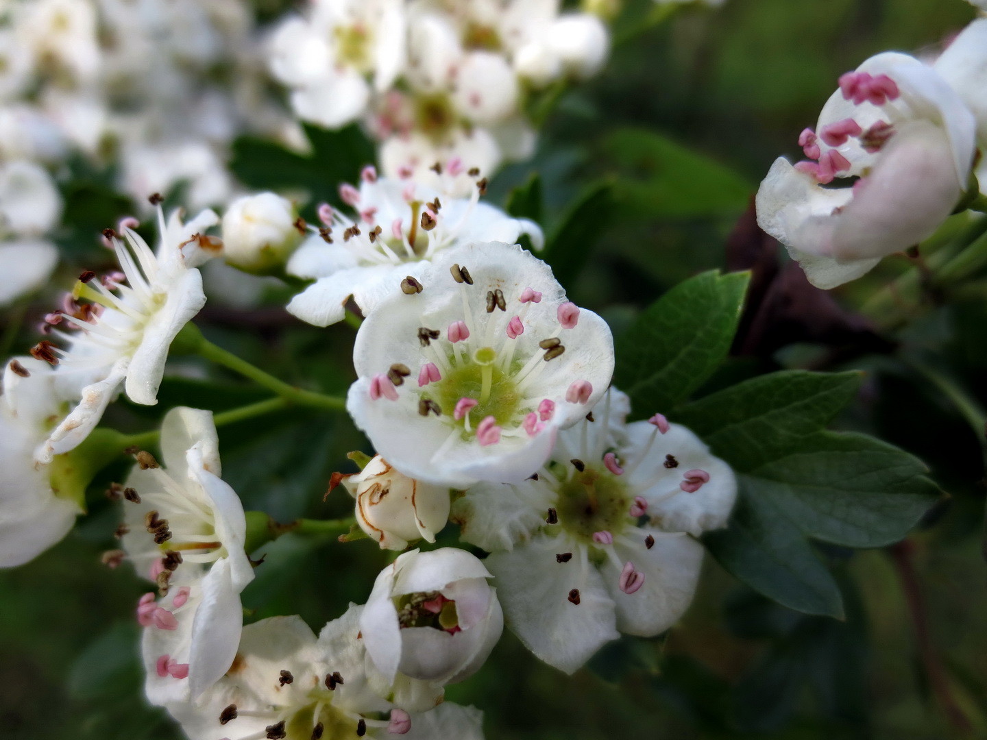 Eingriffeliger Weißdorn (Crataegus monogyna) 10. Mai 2014