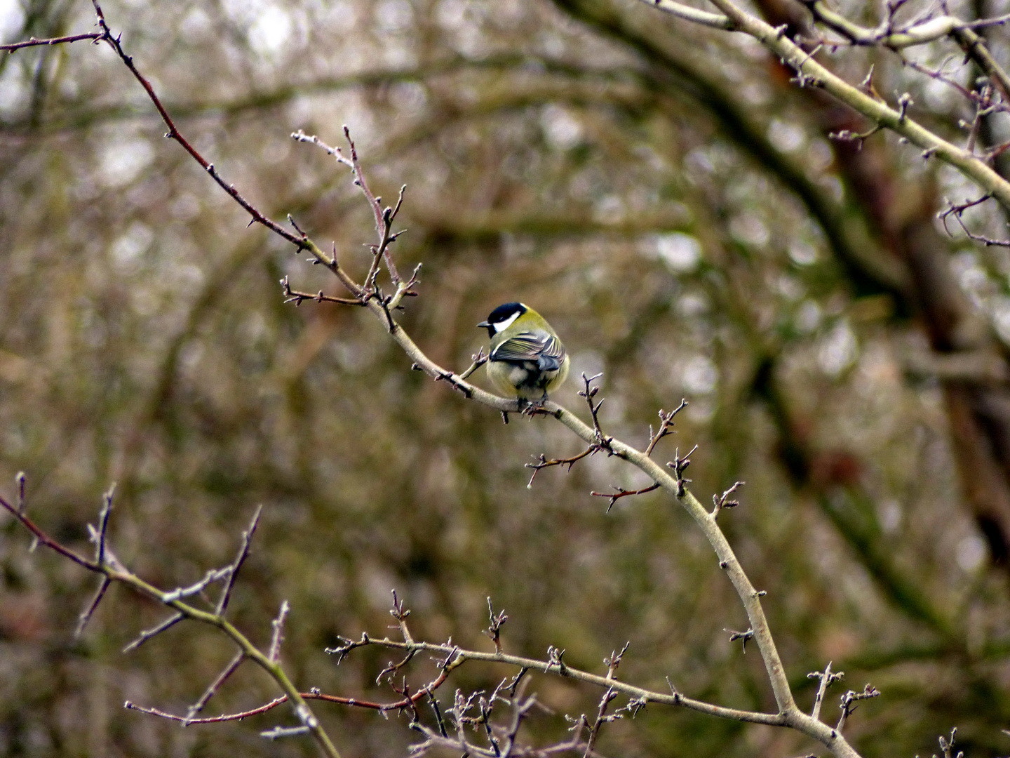 Kohlmeise (Parus major)