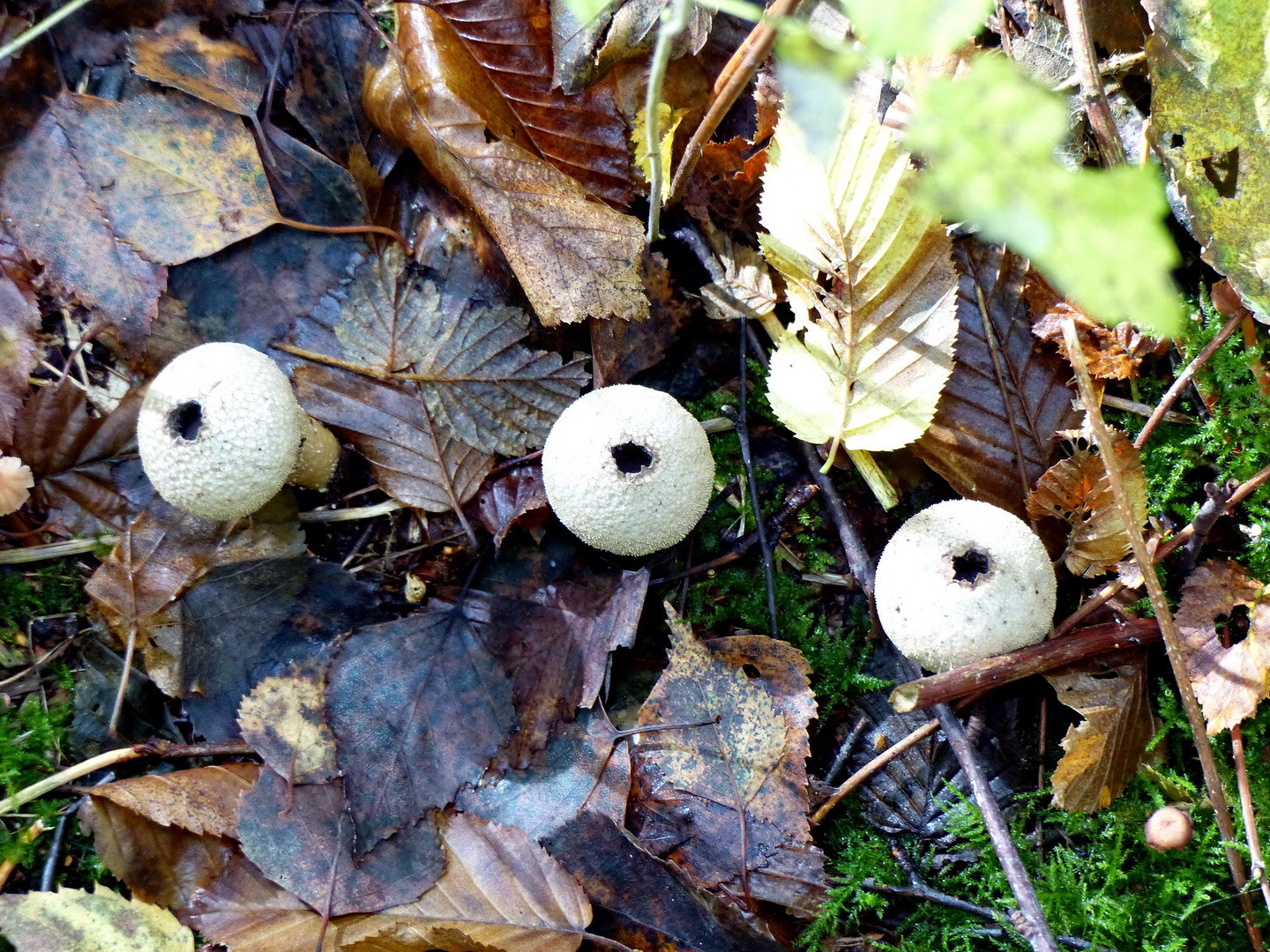 Stäubling (Lycoperdon)