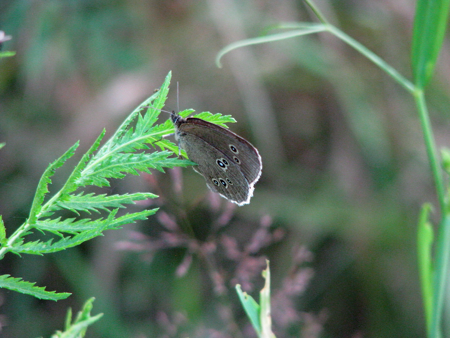 Brauner Waldvogel (Aphantopus hyperantus) 12.07.2014