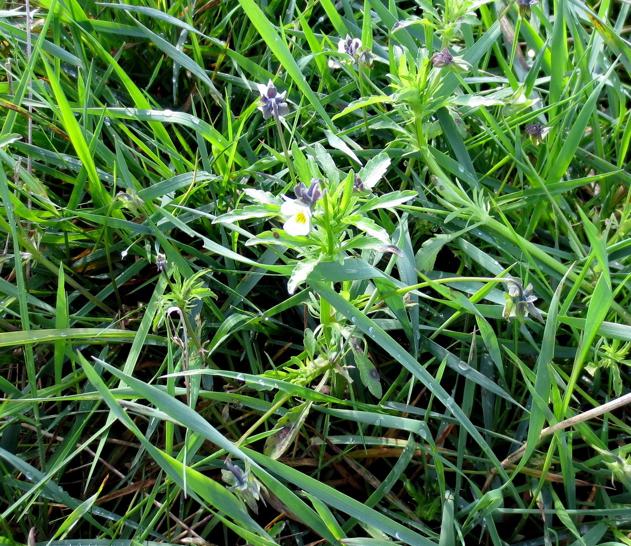 Acker-Stiefmütterchen (Viola arvensis) 10. Mai 2014