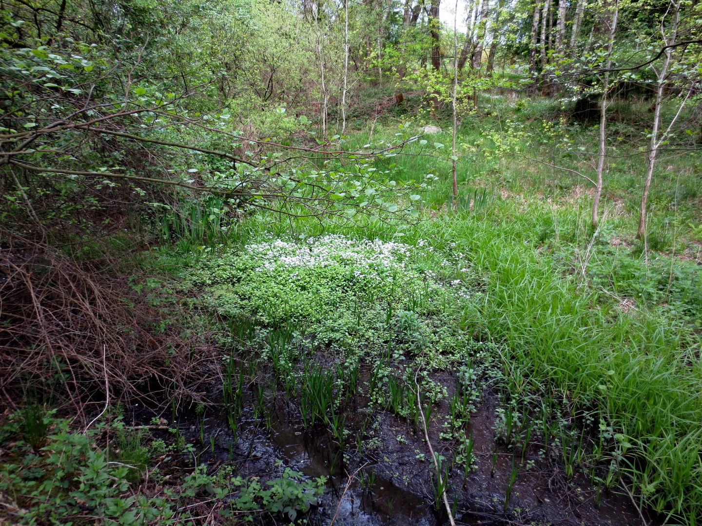 Bitteres (Kressen-) Schaumkraut (Cardamine amara L.) 01.Mai 2014