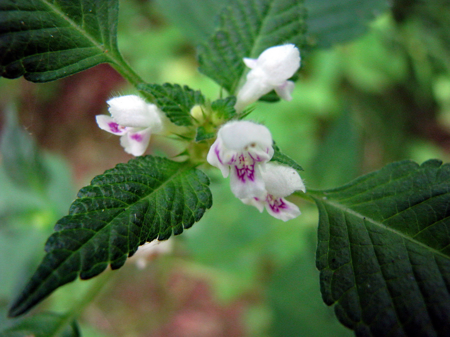 Gemeiner Hohlzahn (Galeopsis tetrahit)  22. Juli 2014