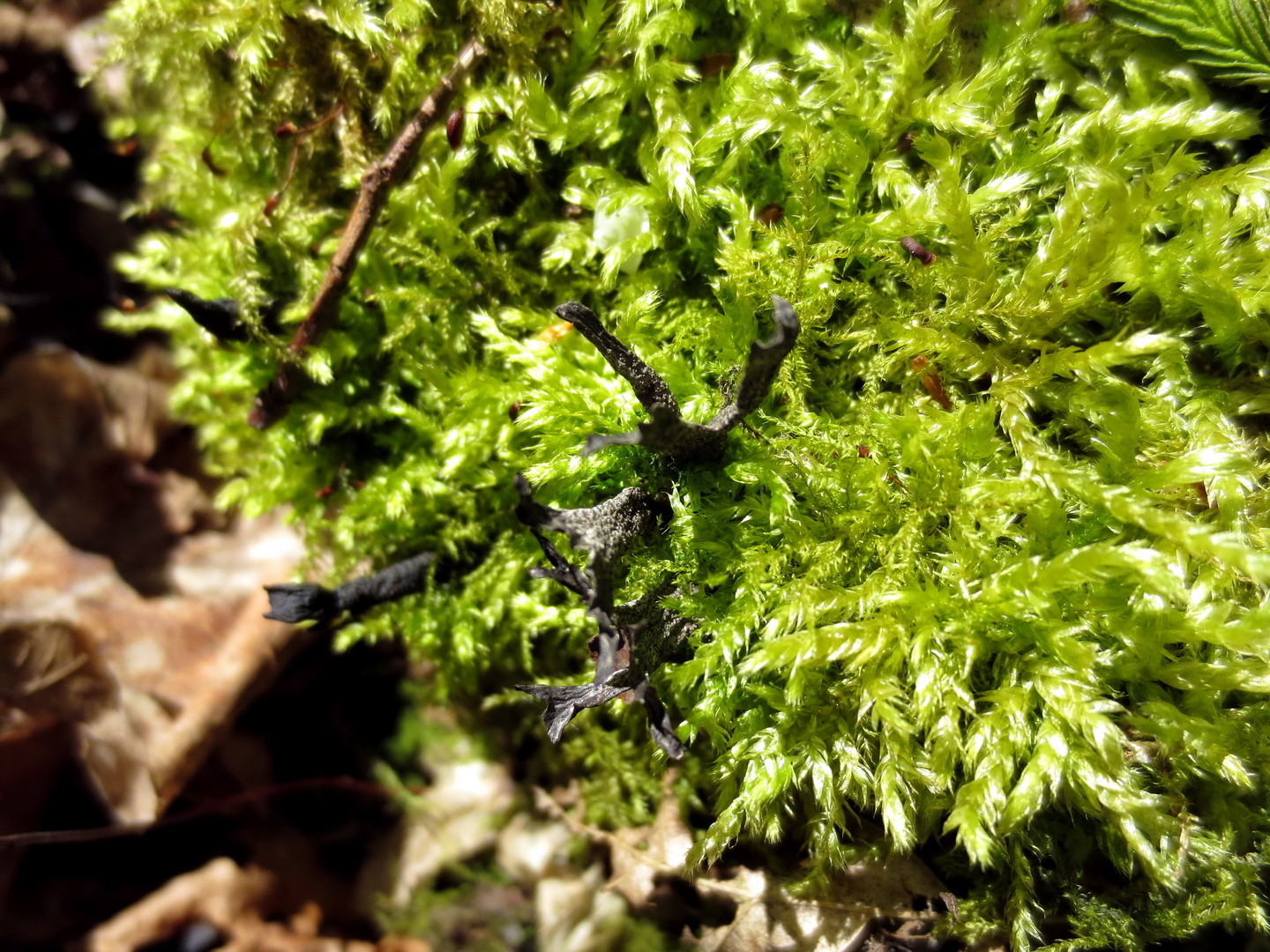 Geweihförmige Holzkeule (Xylaria hypoxylon)  16.04.2014