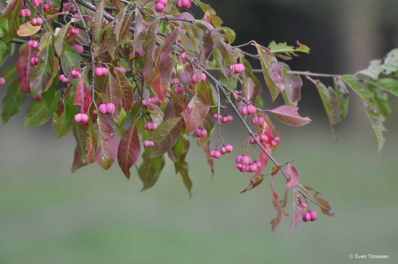 Gewöhnliches Pfaffenhütchen (Euonymus europaeus) giftig!