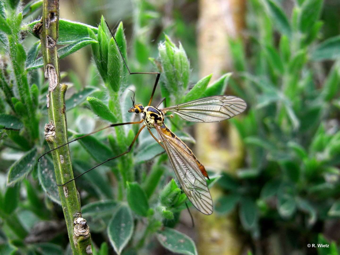 Gefleckte Wiesenschnake (Nephrotoma appendiculata) 29. Mai 2014