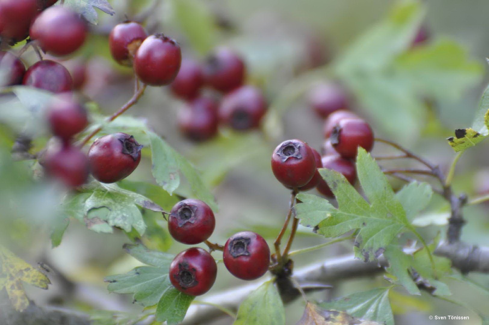 Eingriffliger Weißdorn (Crataegus monogyna)