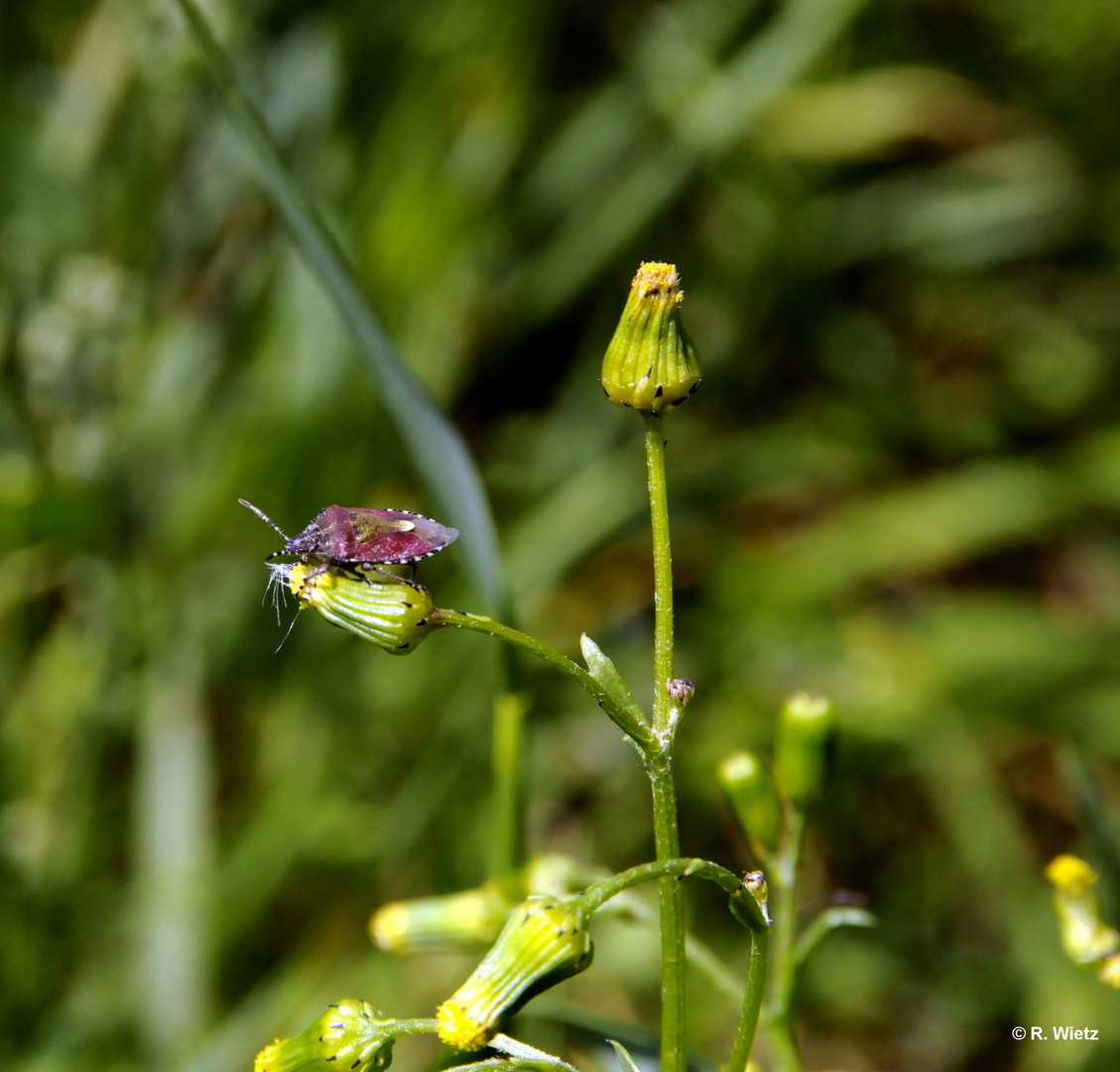 Beerenwanze (Dolycoris baccarum) 15. Juni 2014