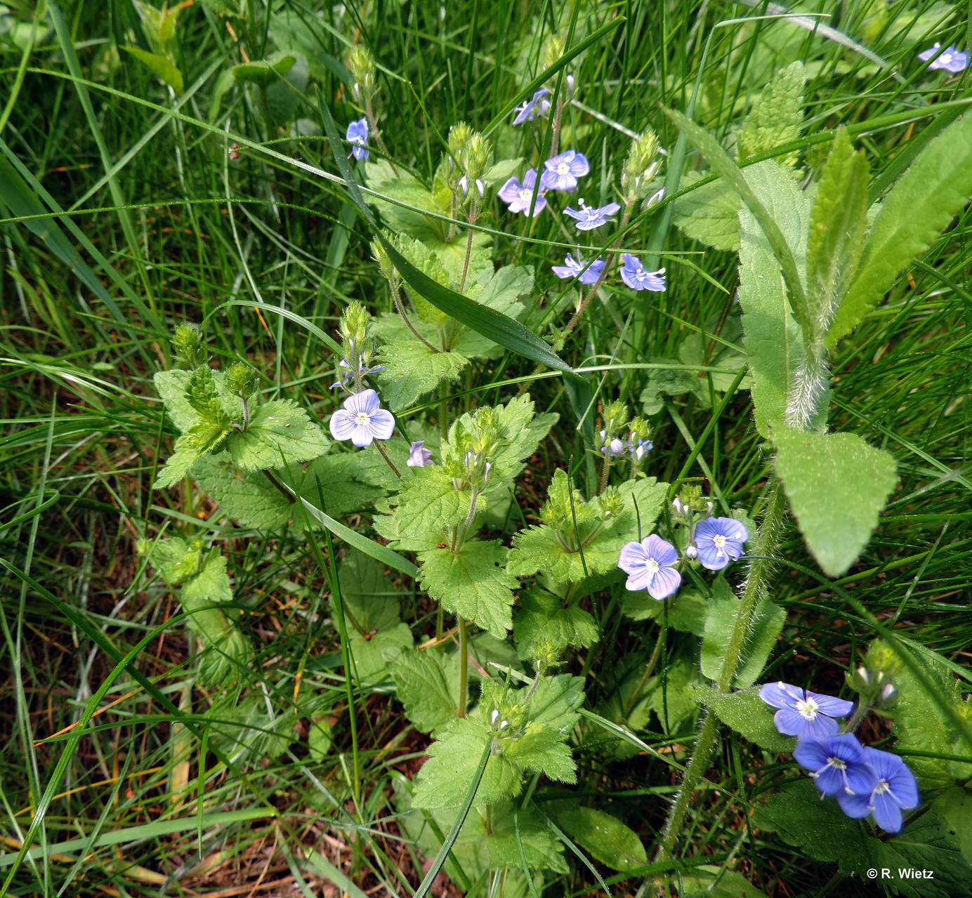 Gamander-Ehrenpreis (Veronica chamaedrys L.) 01.Mai 2014