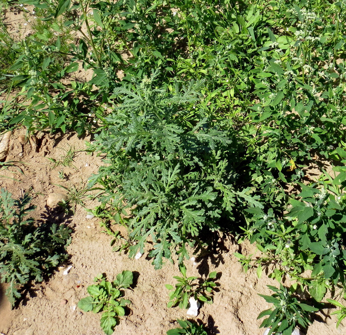 Wald-Greiskraut (Senecio sylvaticus) 16. Juni 2014