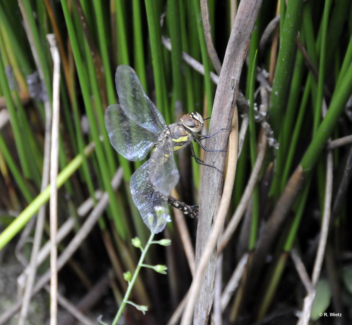 Herbst Mosaikjungfer(Aeshna mixta) 27.09.2014