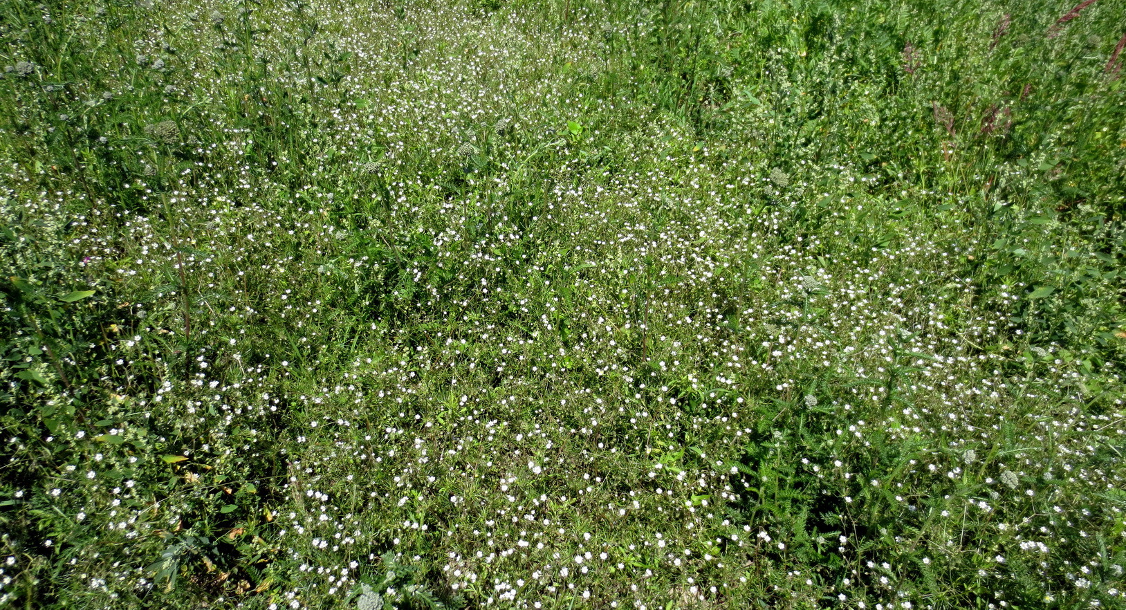 Acker-Spark (Spergula arvensis) 16. Juni 2014
