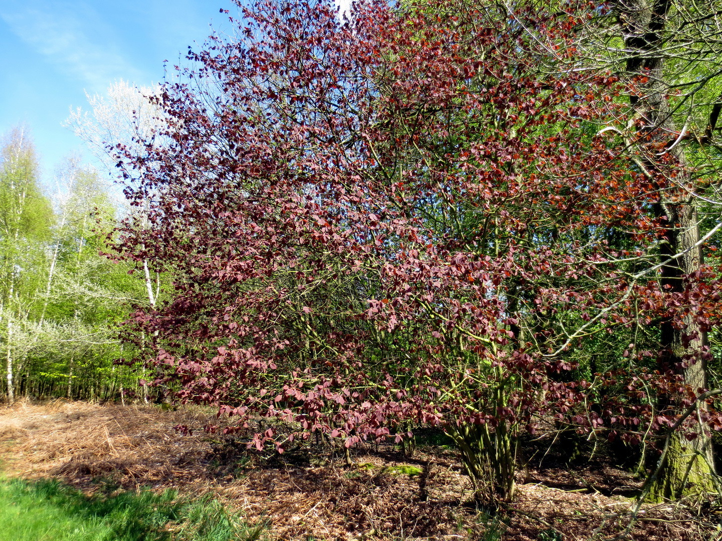 Blut-Buche, auch Purpur-Buche (Fagus sylvatica f. purpurea)  16.04.2014