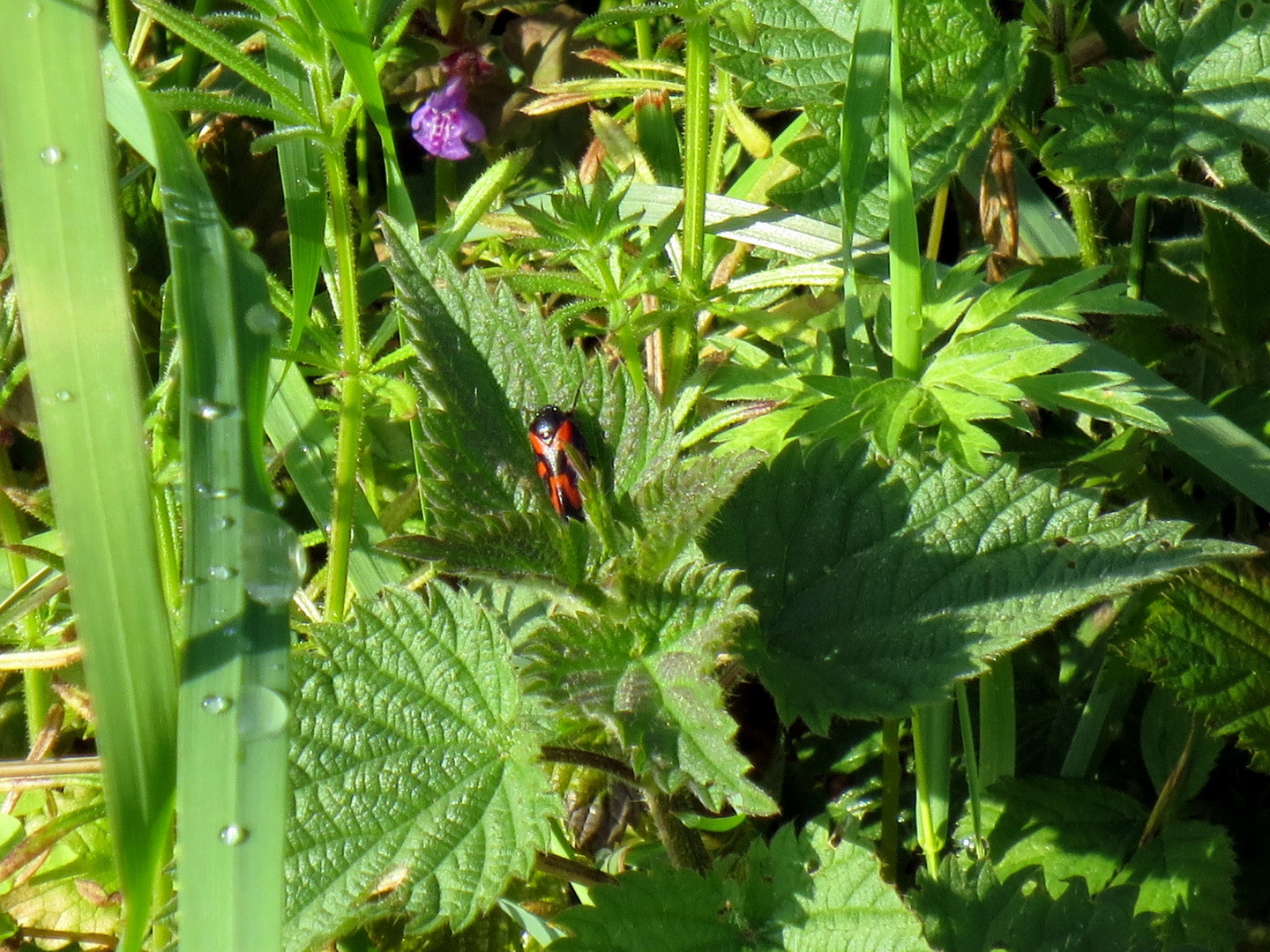 Gemeine Blutzikade (Cercopis vulnerata) 10. Mai 2014