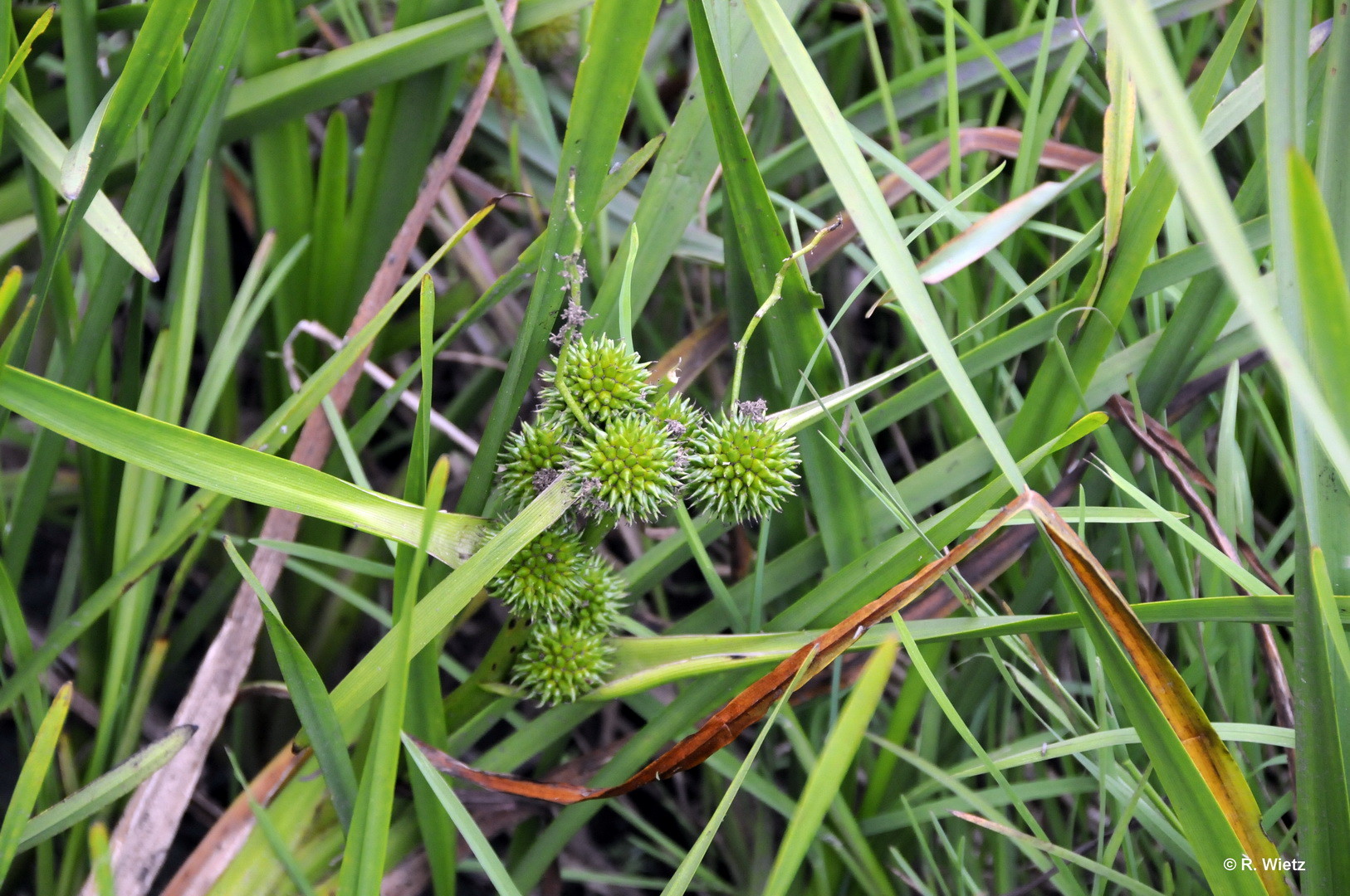 Samenstand des Igelkolbens (Sparganium) 25.09.2014