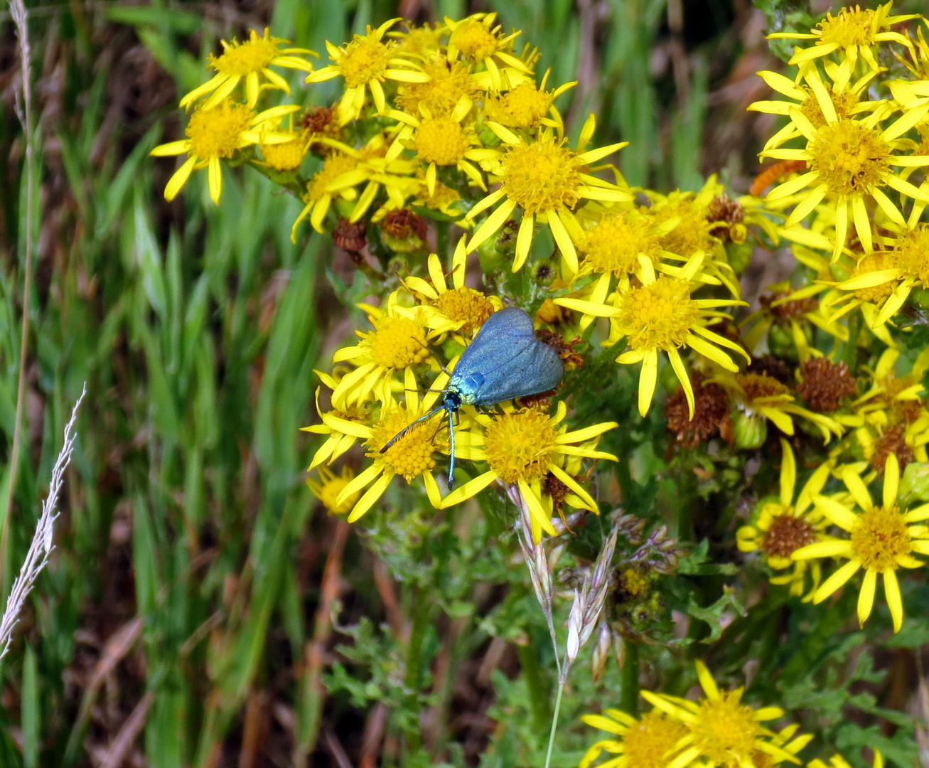 Gemeines Grünwidderchen Adcita statices