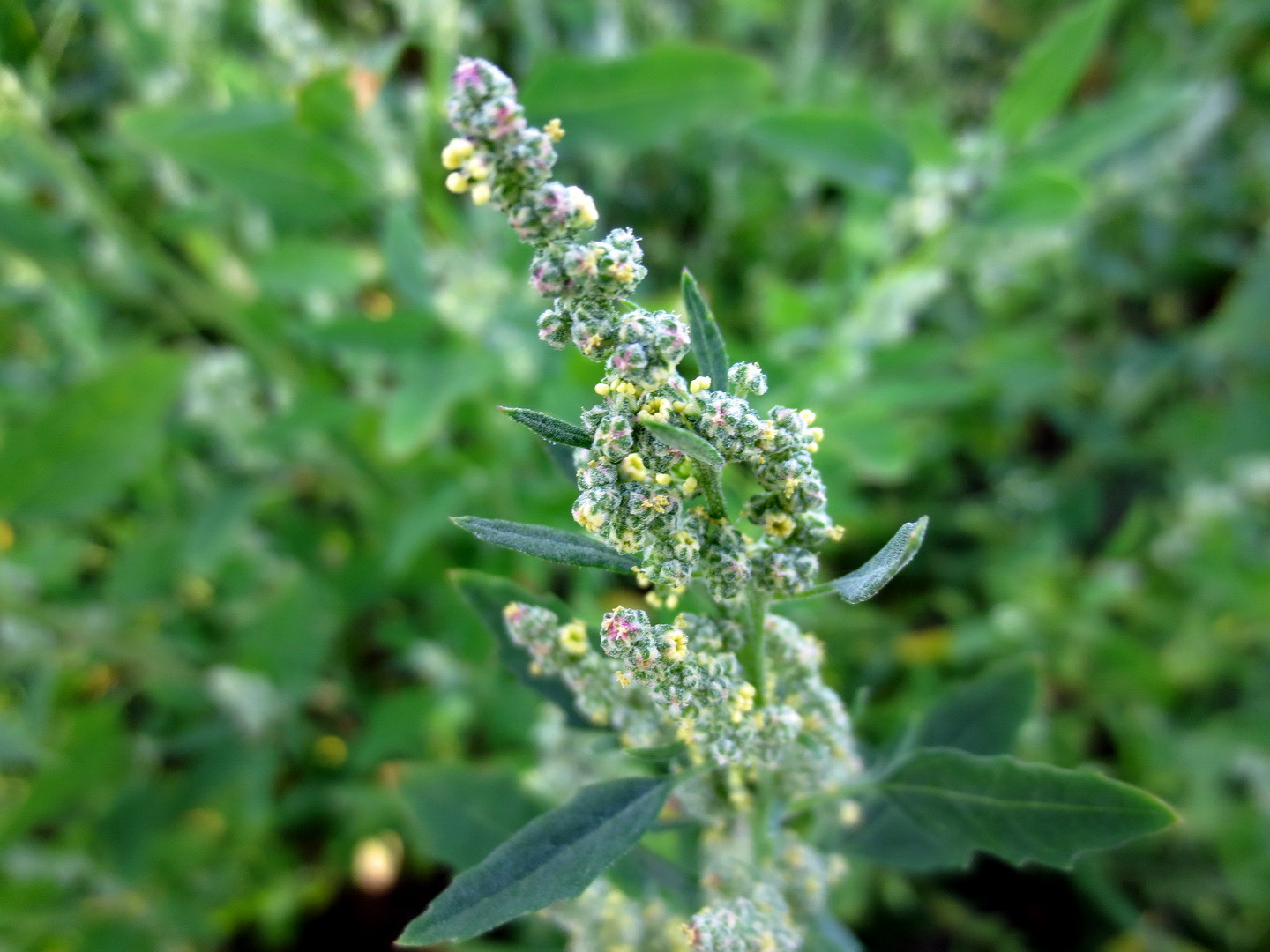 Weißer Gänsefuß (Chenopodium album) 11. Juni 2014