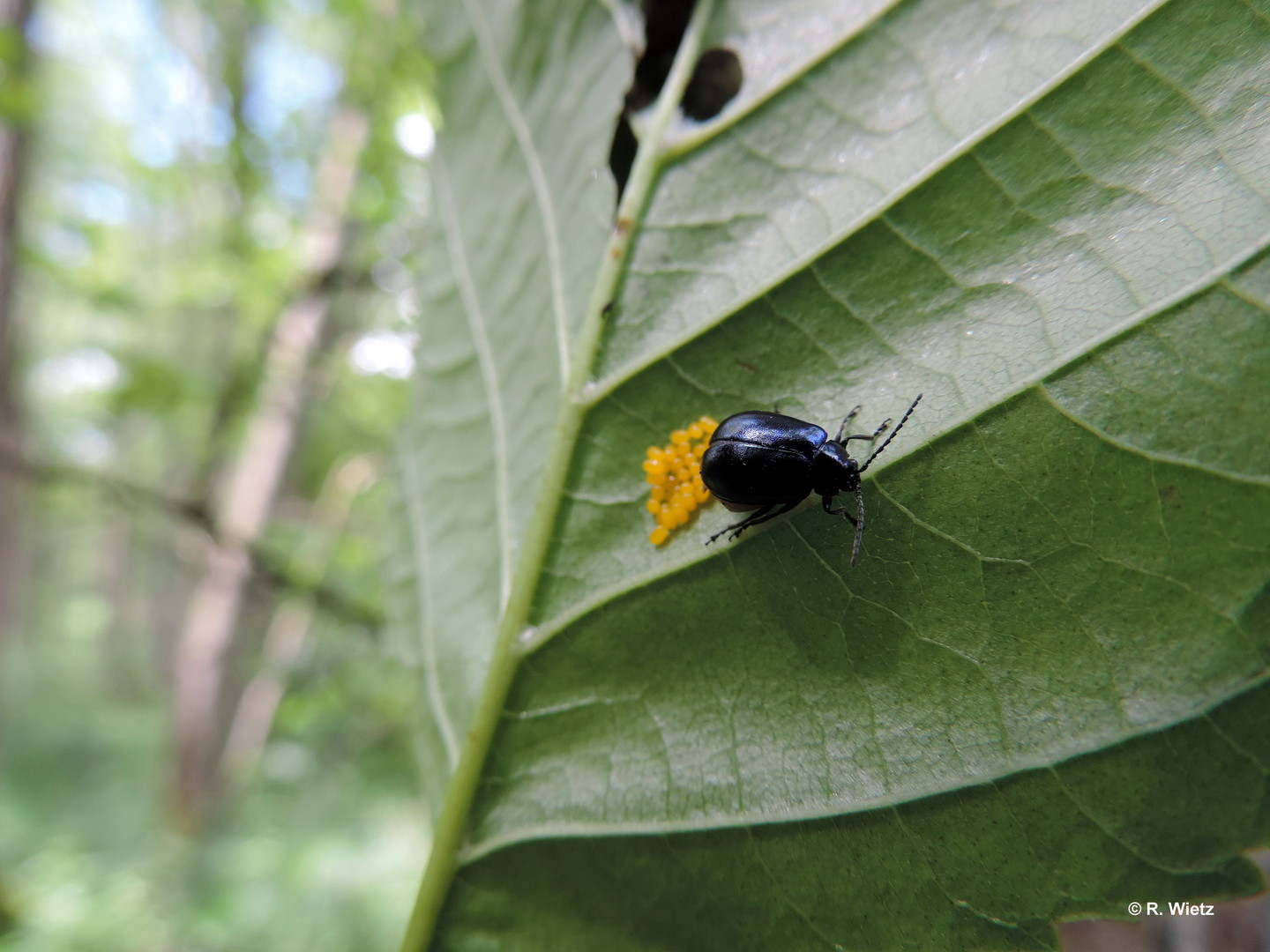 Blauer Erlenblattkäfer (Agelastica alni) bei der Eiablage