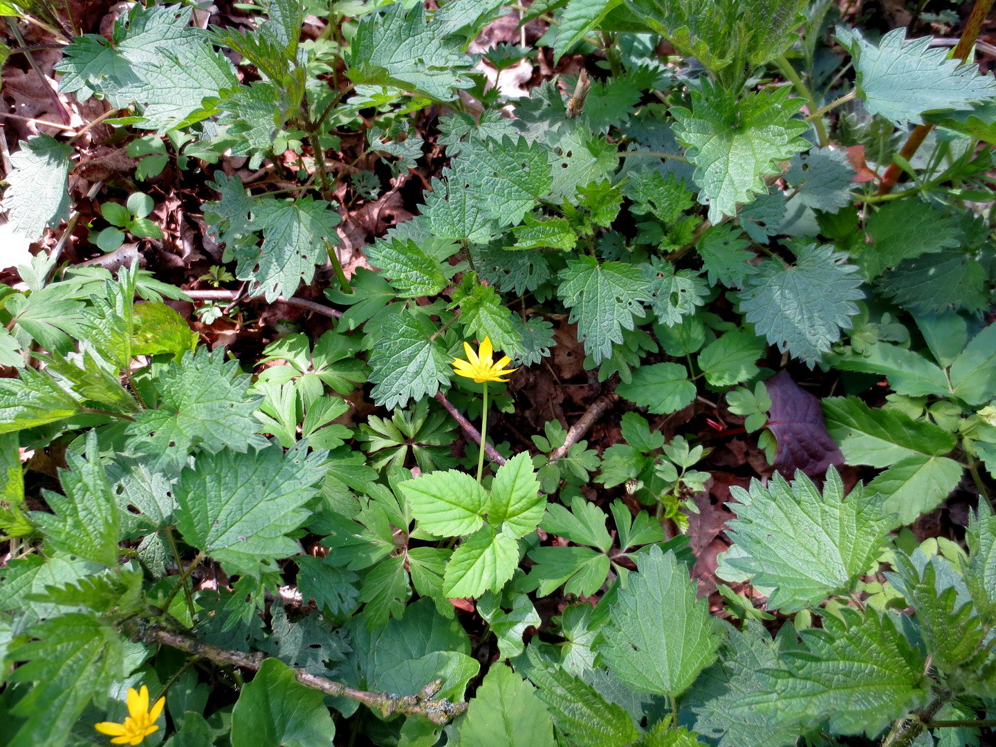 Scharbockskraut (Ranunculus ficaria L.,)  16.04.2014