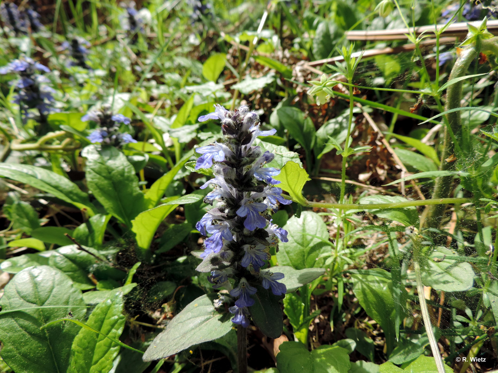 Kriechender Günsel (Ajuga reptans) 01.Mai 2014