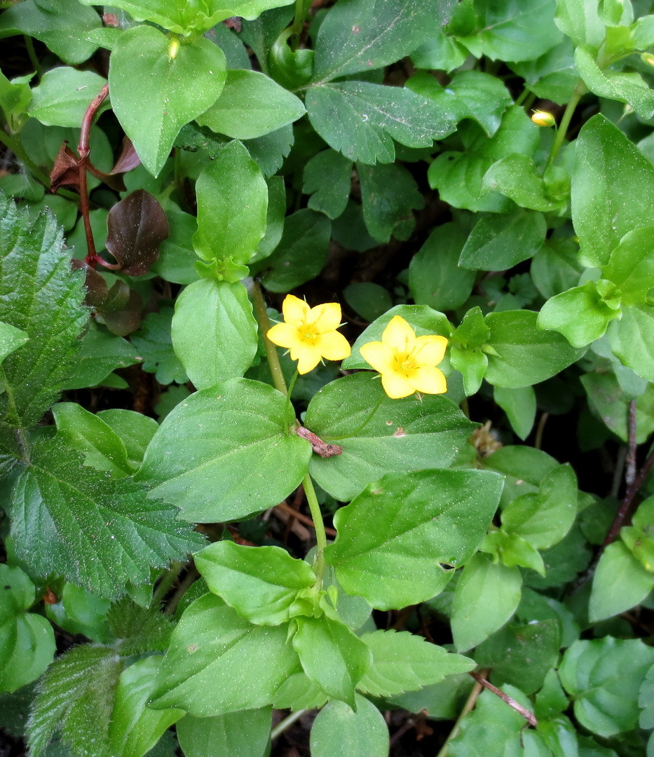 Pfennig-Gilbweiderich oder Pfennigkraut (Lysimachia nummularia L.) 01.Mai 2014