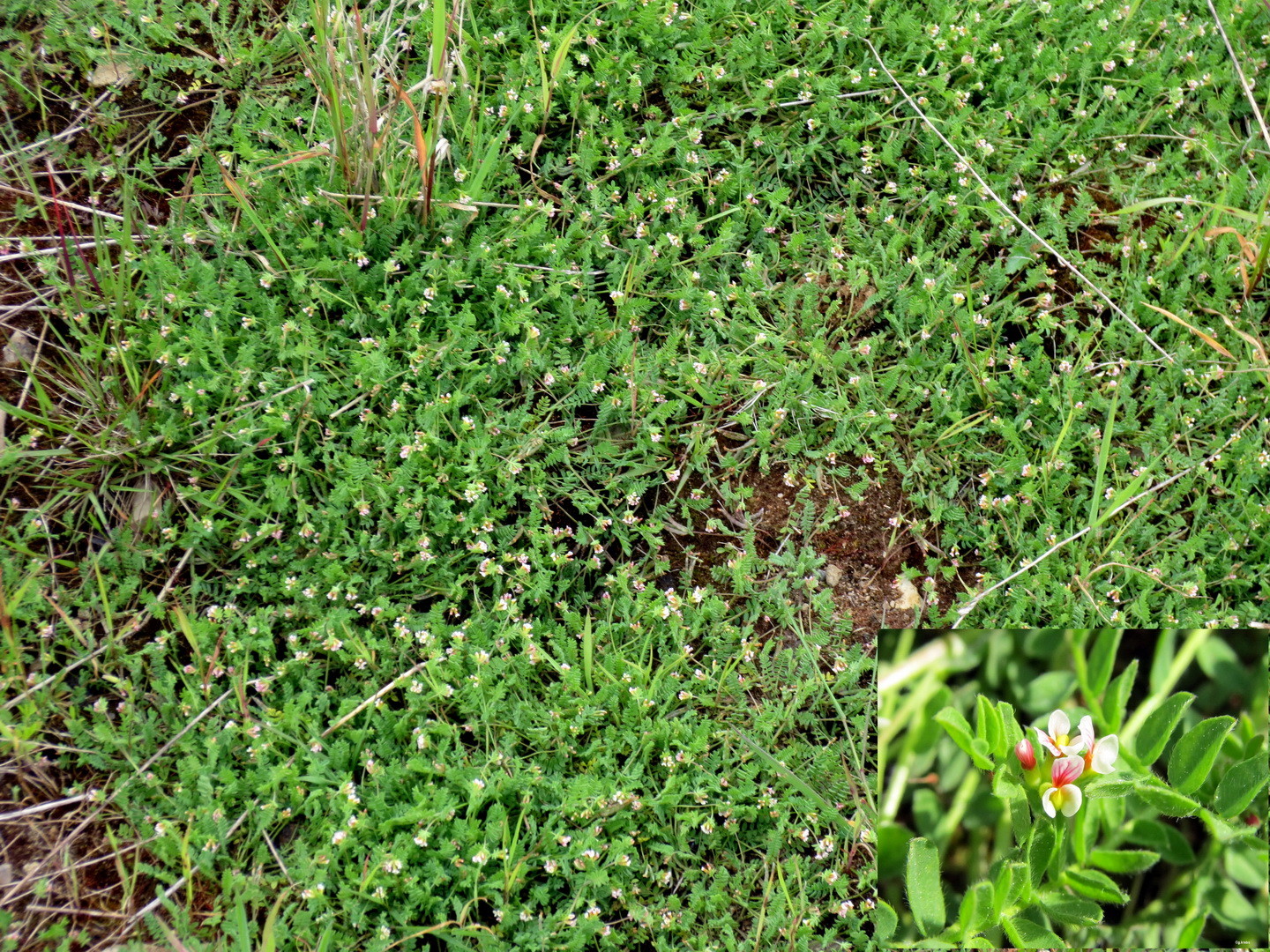 Kleiner Vogelfuß (Ornithopus perpusillus) 29. Mai 2014