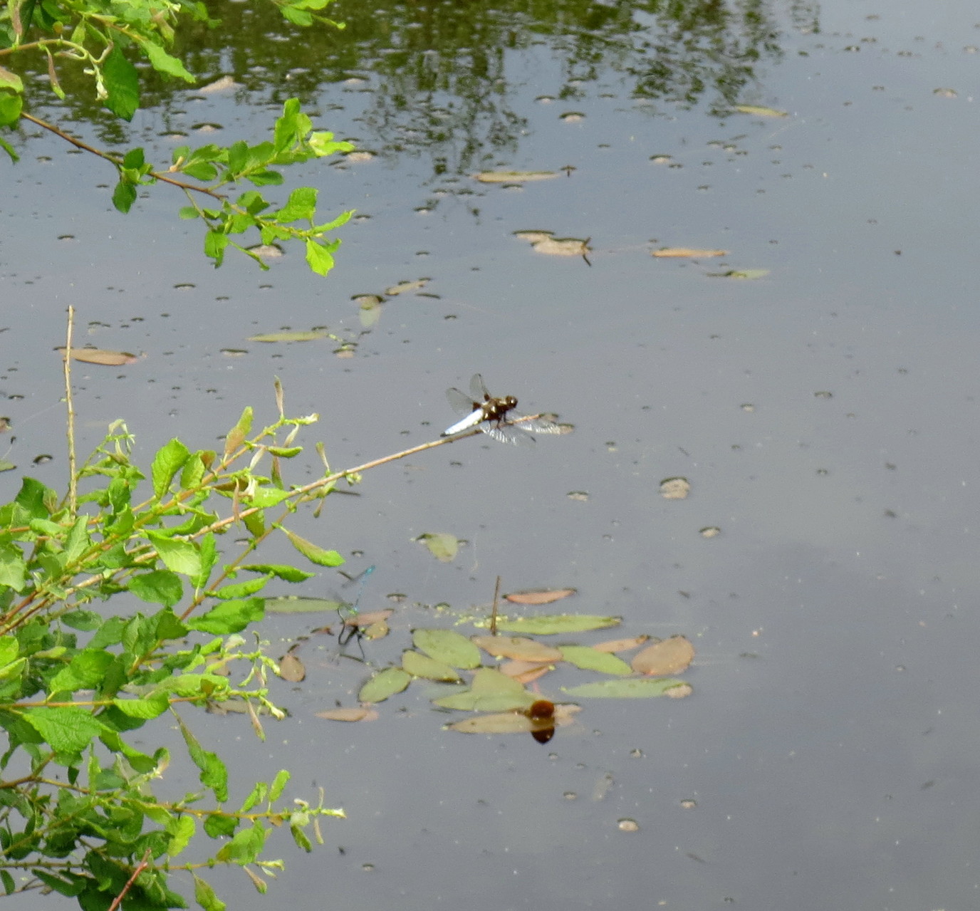 Plattbauch (Libellula depressa), Männchen 8. Juni 2014