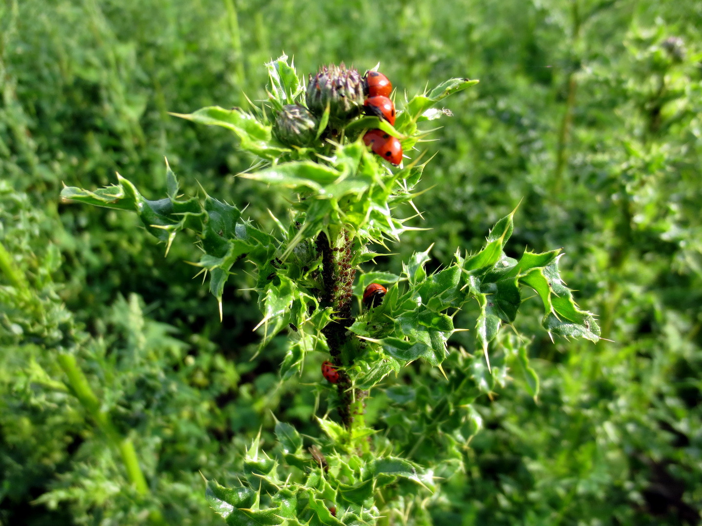 Acker-Kratzdistel (Cirsium arvense) 11. Juni 2014