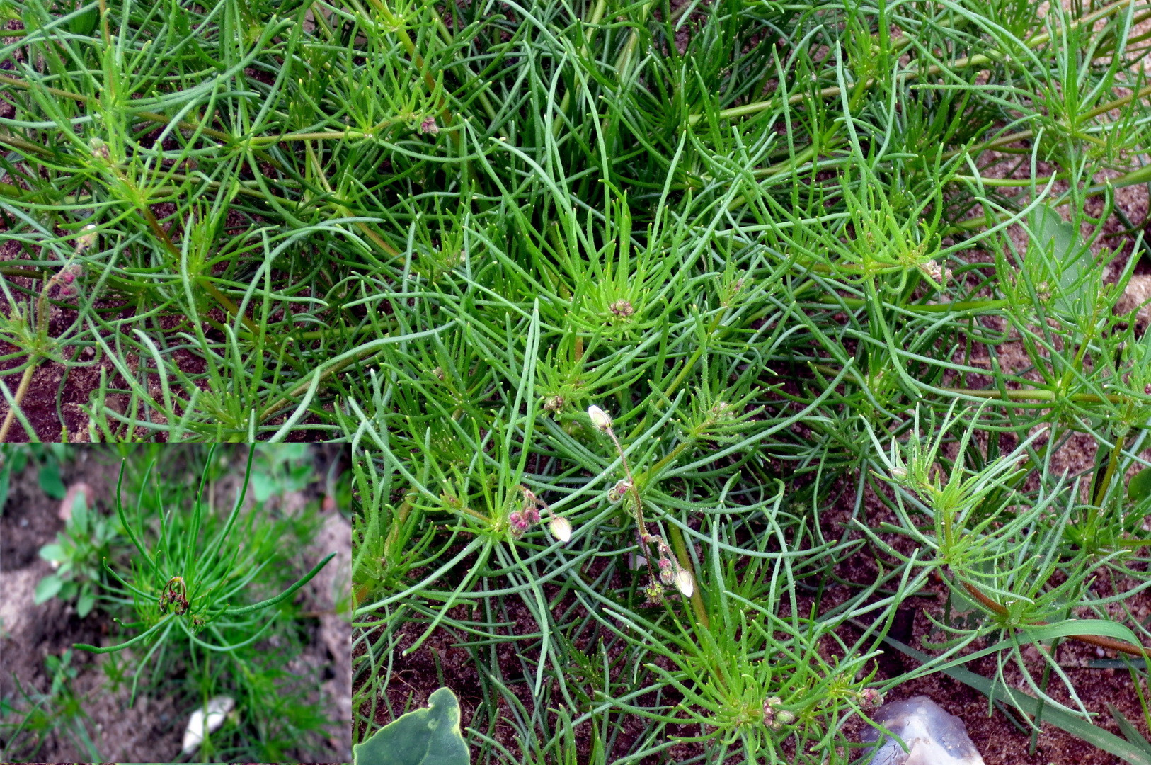 Acker-Spark (Spergula arvensis) 29. Mai 2014