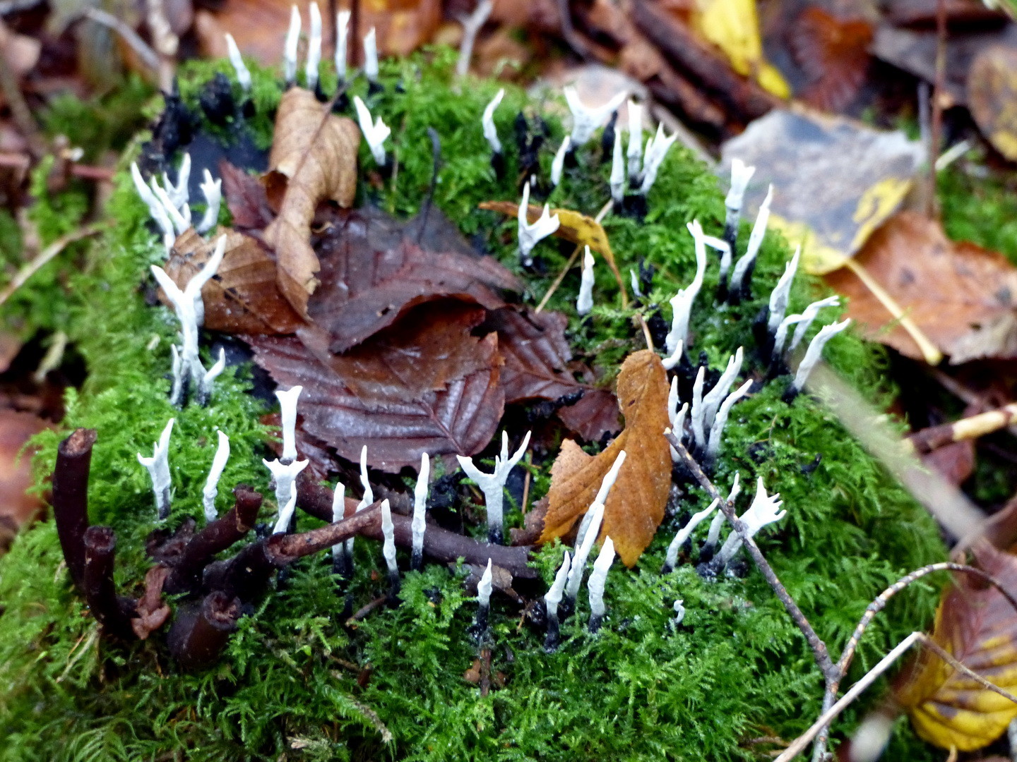 Geweihförmige Holzkeule (Xylaria hypoxylon)