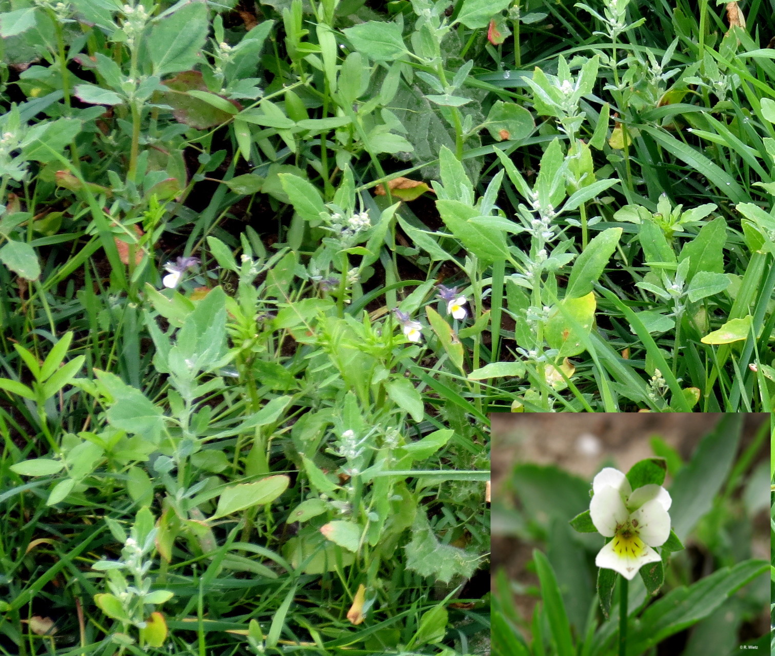 Acker-Stiefmütterchen (Viola arvensis) 29. Mai 2014