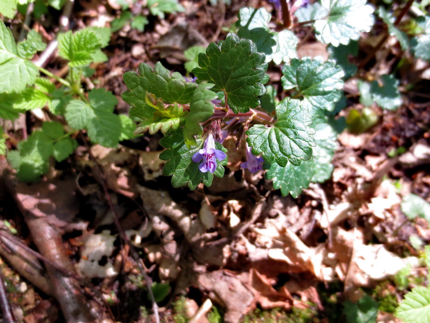 Gundermann (Glechoma hederacea)  16.04.2014