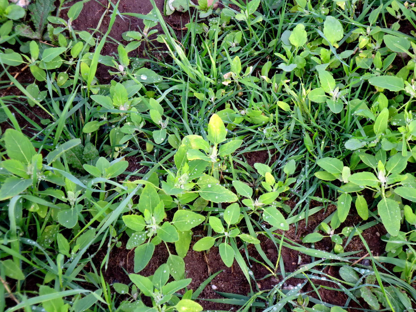 Weißer Gänsefuß (Chenopodium album); einjährige Pionierpflanze auf frischen Äckern 10. Mai 2014