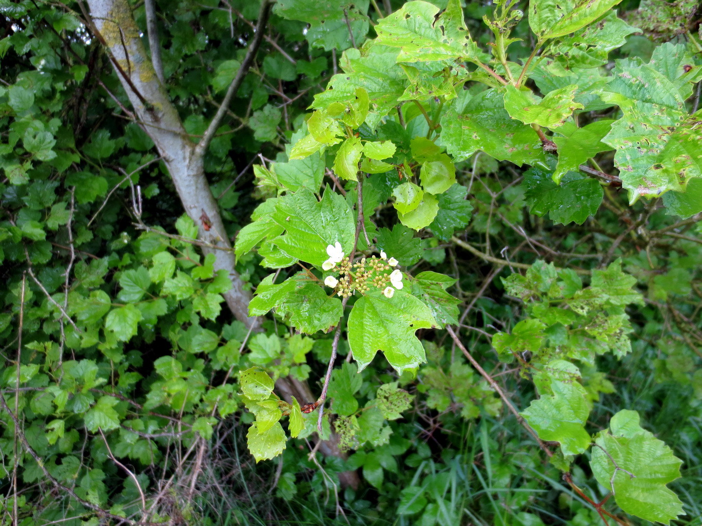 Gewöhnlicher Schneeball (Viburnum opulus) 13. Mai 2014