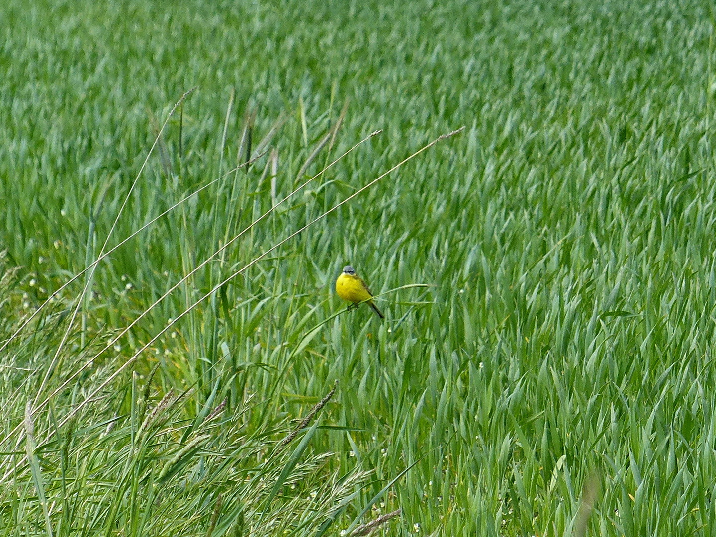 Schafstelze (Motacilla flava) 21.05.2015